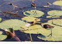 Birdwatching in Australia; jacana jesus bird