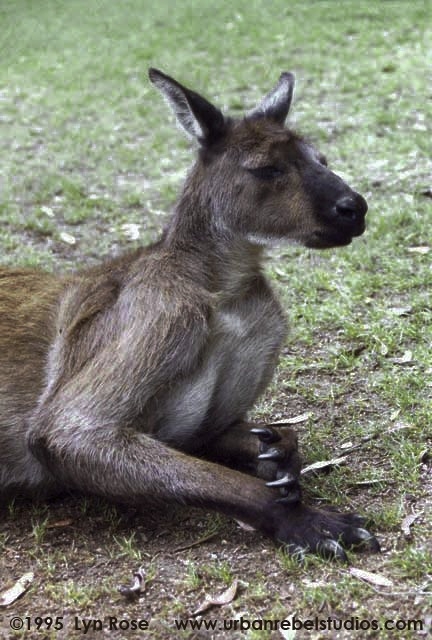 kangaroo