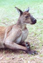 kangaroo