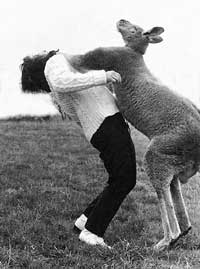 Kangaroo attacks - attacks by kangaroos in Australia
