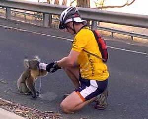 koala drinking