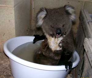 koala in bath