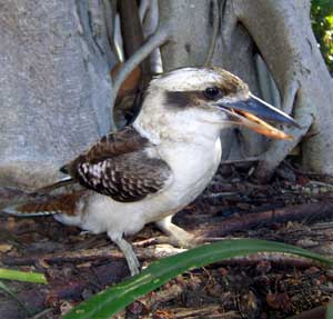 kookaburra