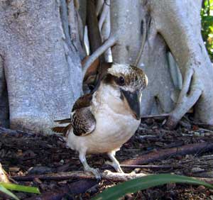 kookaburra