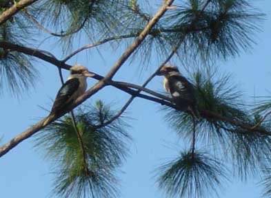 birdwatching in australia; kookaburra