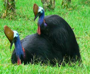 mating cassowaries