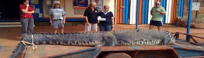 monser crocodile in borroloola