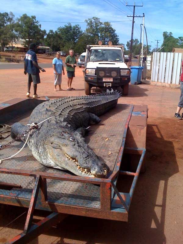 http://www.amazingaustralia.com.au/animals/pictures/monster-croc-5.jpg