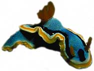 nudibranch