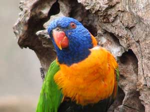 Rainbow lorikeet