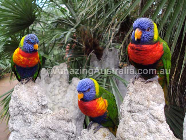 photo of Rainbow lorikeets