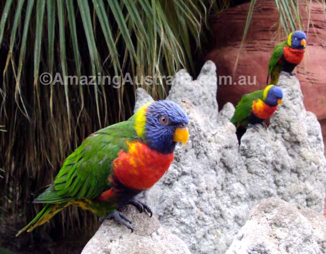 photo of Rainbow lorikeets