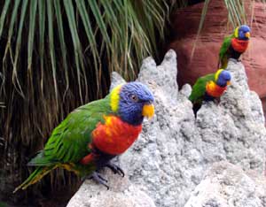 rainbow lorikeet