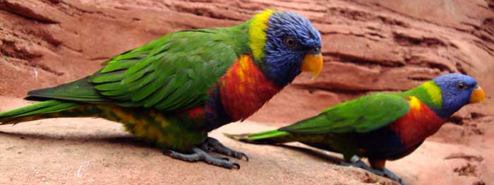 rainbow lorikeet