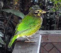 spotted cat bird