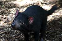 tasmanian devil