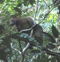 Bennet's Tree Kangaroo