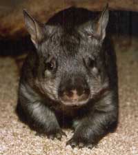 the wombat lives in victoria, south australia, western australia and new south wales