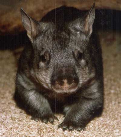 wombat