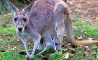 adelaide kangaroo