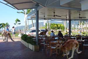 cairns esplanade , click to enlarge