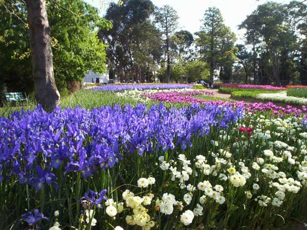 canberra floriade