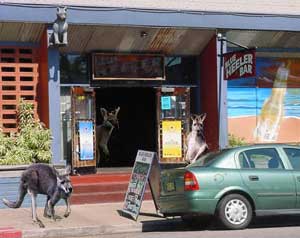 blue heeler bar darwin northern territory