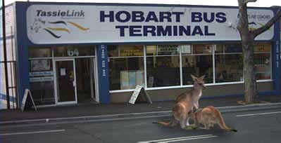 hobart  bus transport