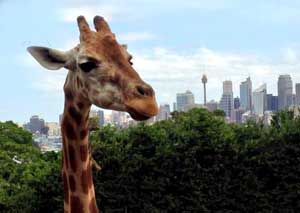 zoo in sydney