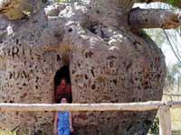 boab tree derby