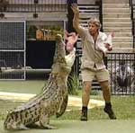click to enlarge steve irwin