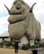 the big merino