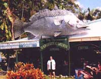 big barramundi daintree village