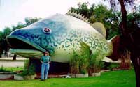 big murray cod