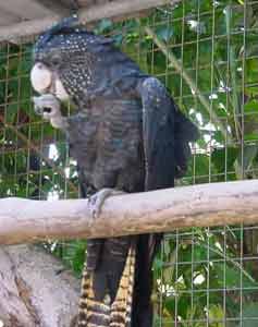 picture of cockatoo  in darwin northern territory