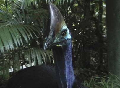 cassowary at Rainforest Hideaway B&B accommodation in Cape Tribulation , Daintree, North Queensland