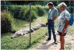 picture of crocodile  near cairns north queensland