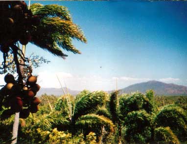 Foxtail palms in the remote Cape Melville region north of Cooktown