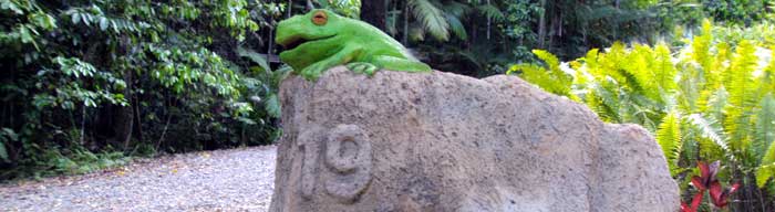 frog letterbox at rainforest hideaway in cape tribulation