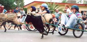 goat races lightning ridge