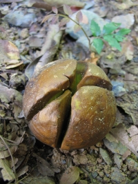 idiospermum seed