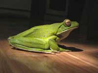 photo  of white lipped tree frog