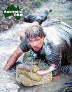 click to enlarge steve irwin
