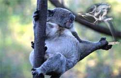 stoned koala