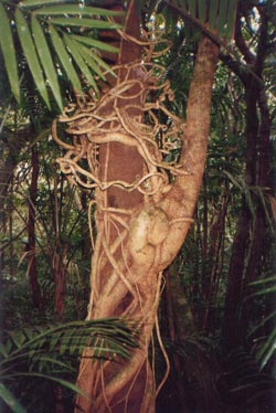 strangler fig at cape tribulation