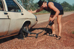 stuart highway northern territory