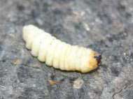 witchetty grub