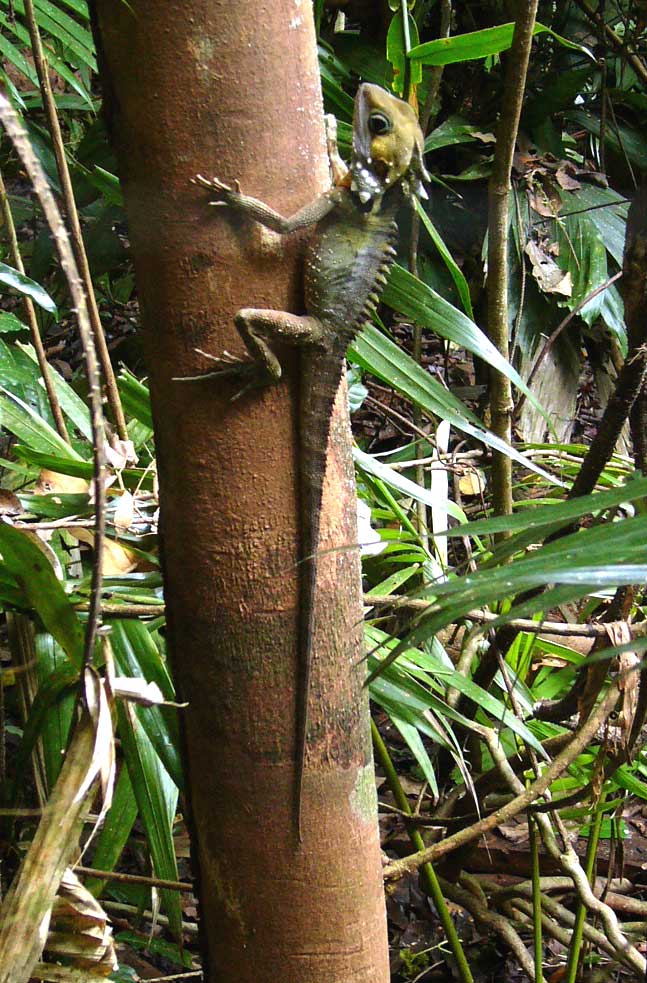 photo of a Boyd's forest dragon