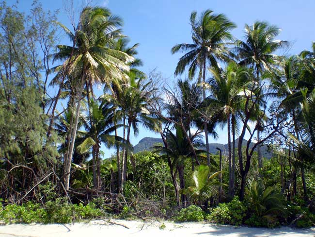 photo of mount sorrow in cape tribulation seen from the beach