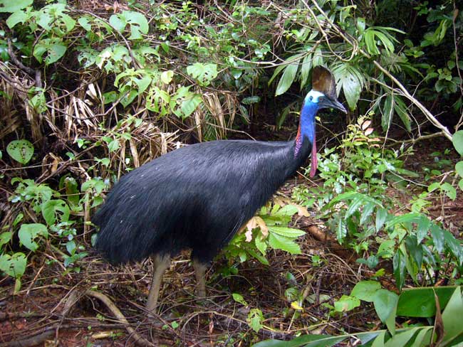 photo of a cassowary